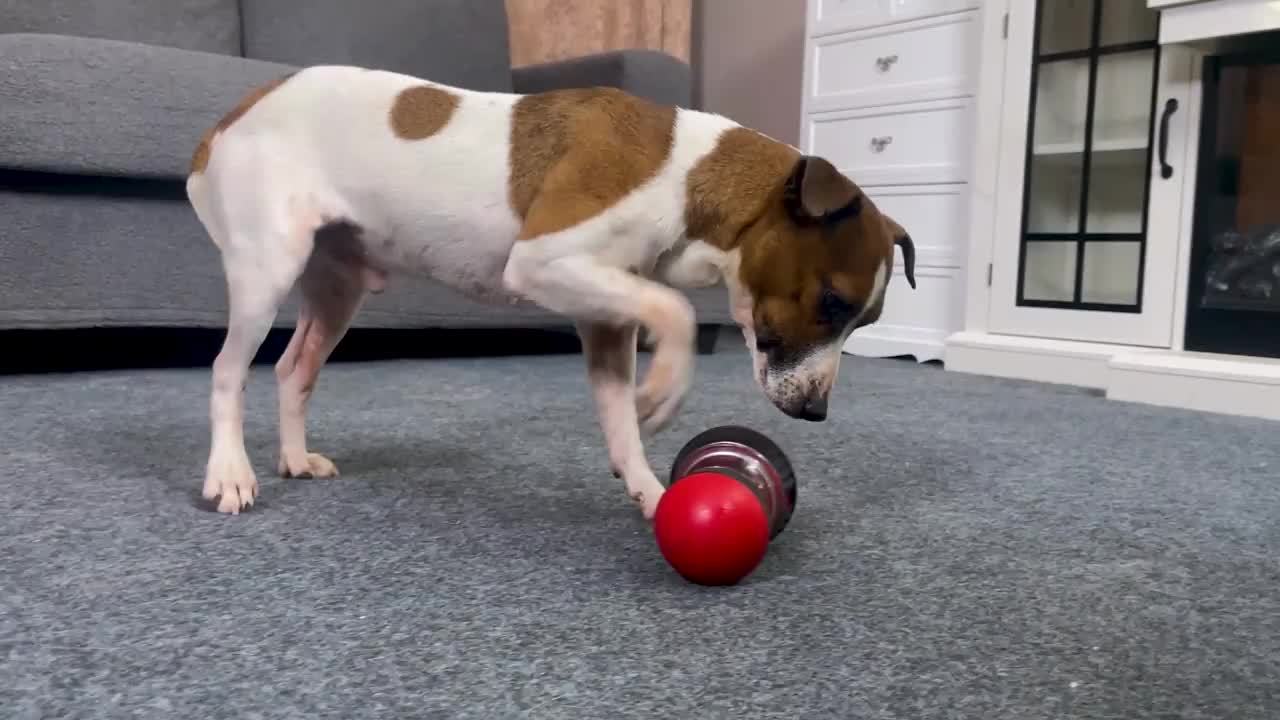 Interactive Dog Puzzle Toy Slow Feeder, Plastic Pet Snack Distribution Ball, Stimulating Dog Food Game Toy - Without Battery
